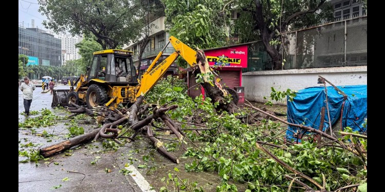 tree fall